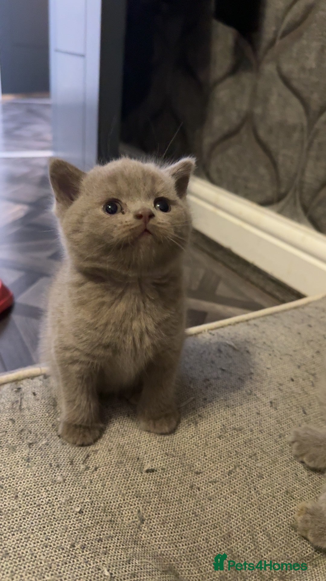 British Shorthair cats British short hairs - Advert 2