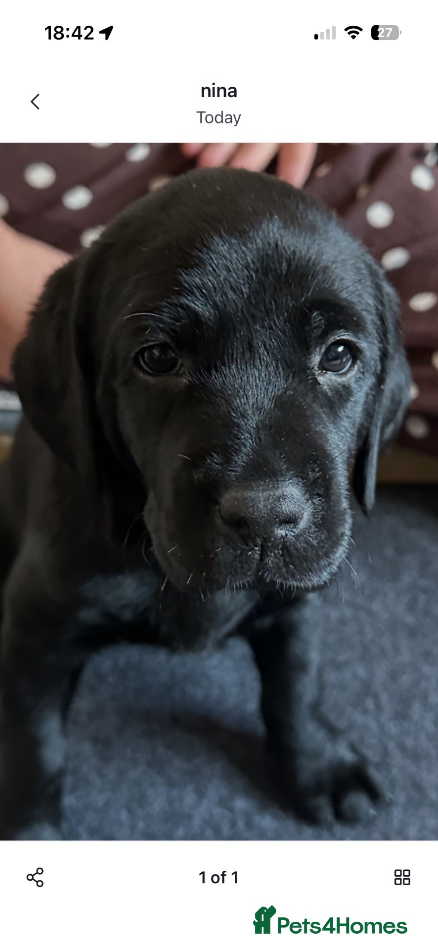 Labrador Retriever dogs Chunky Working Labrador Puppies  - Advert 1