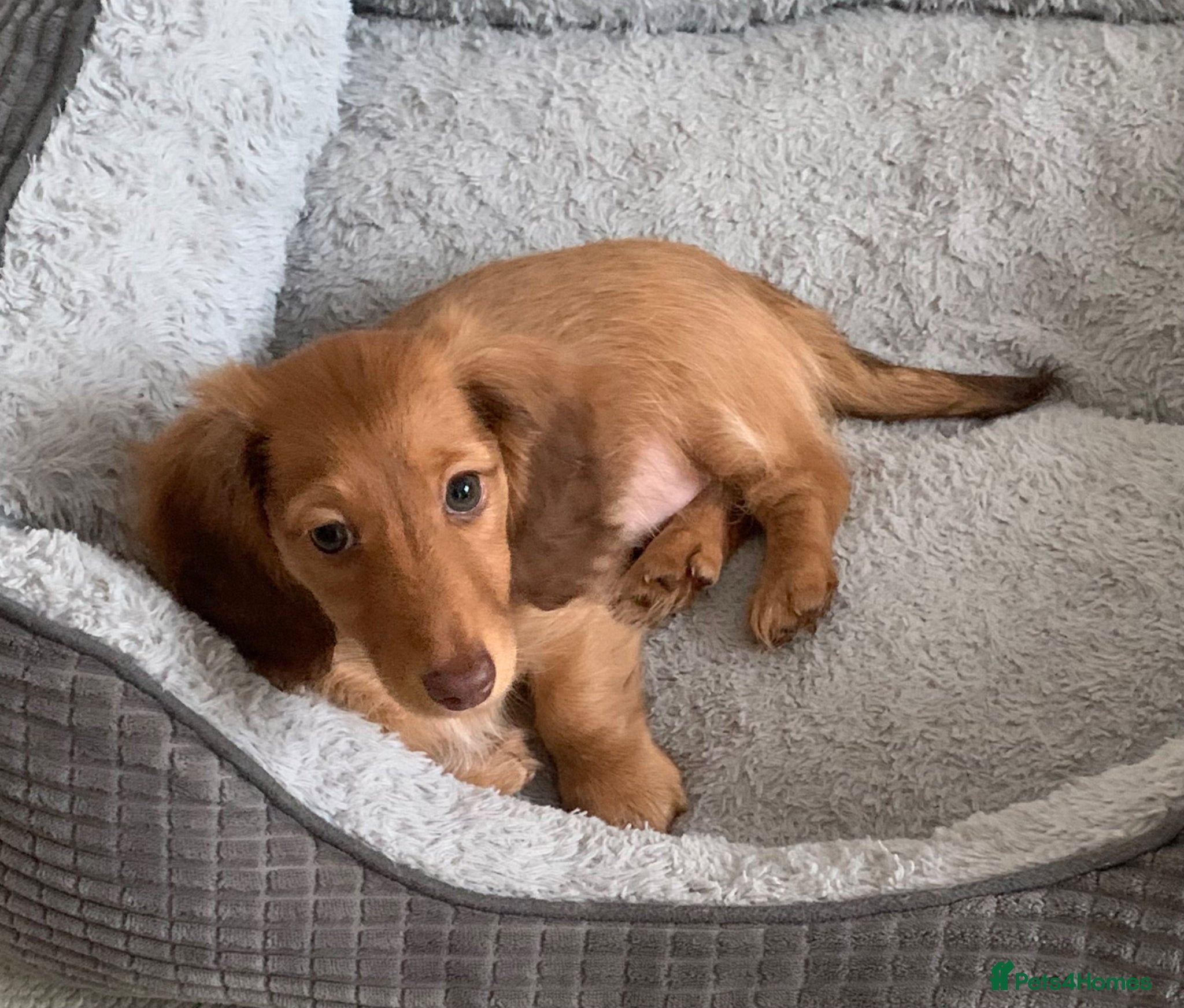 Dachshund dogs for sale: Last 2 Miniature longhaired dachshund Puppies - Advert 2