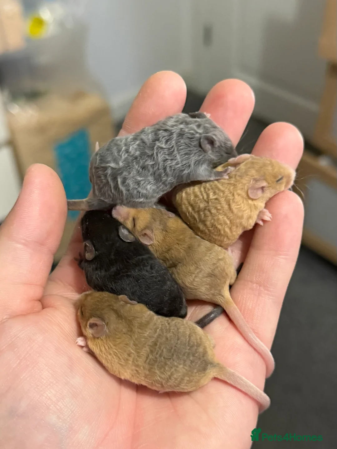 Mouse rodents for sale: Ethically Bred Mouse Pups in Oxfordshire  - Advert 8