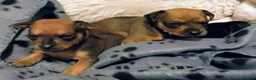 Mixed Breed dogs for sale: Minski-Pinski puppies in Camberley - Advert 3