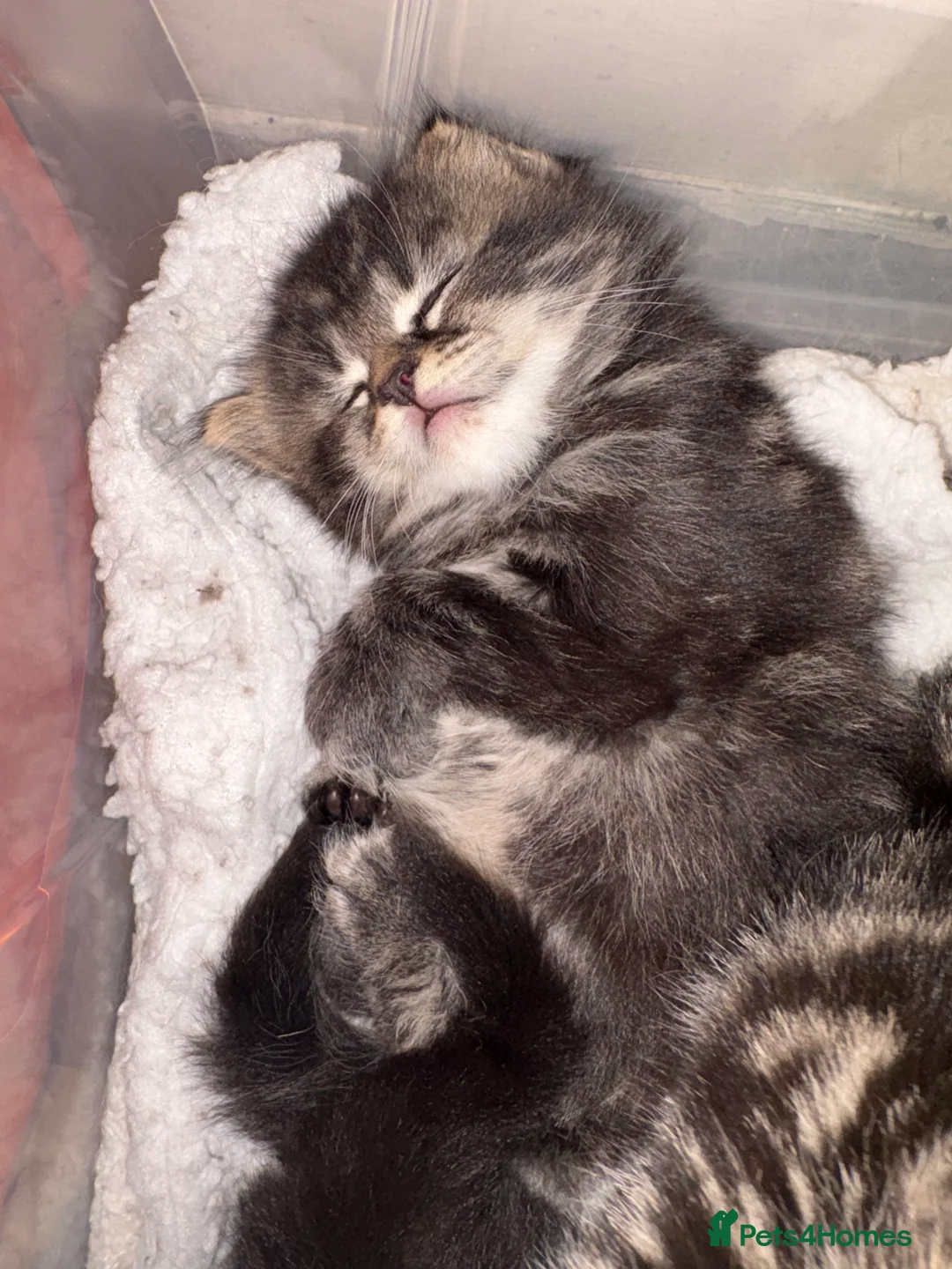 Scottish Fold cats for sale: 🐱💗💝 Ready to go on the 14th of February 💝 💗🐱 - Advert 27