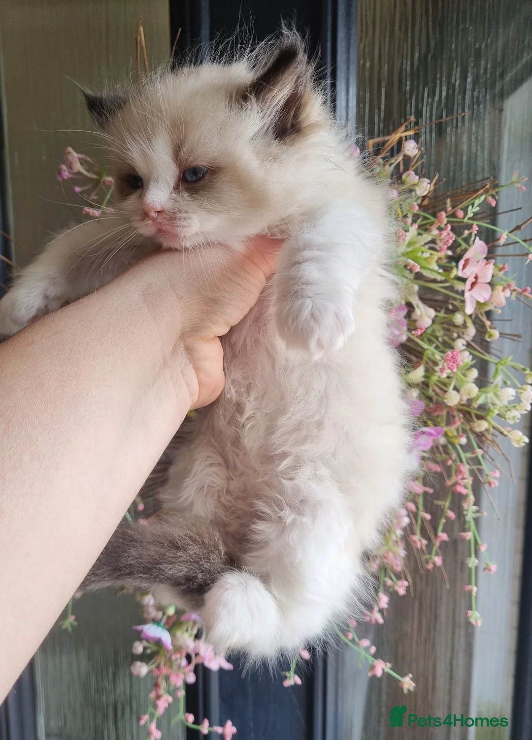 Ragdoll cats for sale: 🩵 Ragdoll Kittens 2 x Male AVAILABLE NOW🩵 - Advert 17