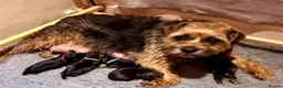 Border Terrier dogs for sale: Beautiful litter of Border terrier puppies - Advert 1
