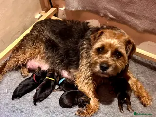 Border Terrier dogs Beautiful litter of Border terrier puppies - Advert 4