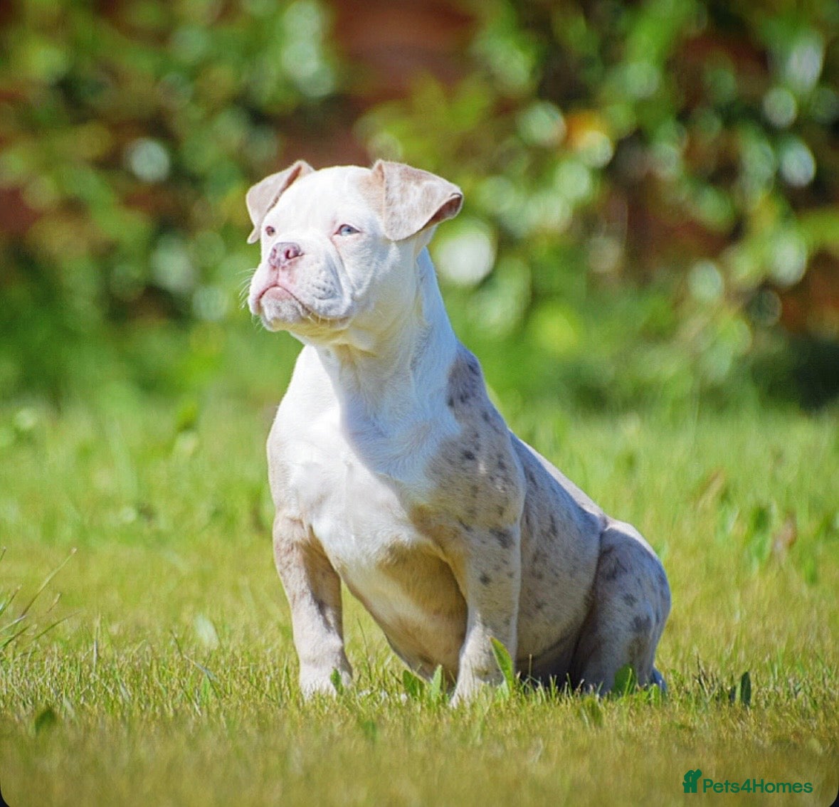 Old Tyme Bulldog dogs 23 YEARS, EXPERIENCE, 5 STAR RATED, LICENSED - Advert 3