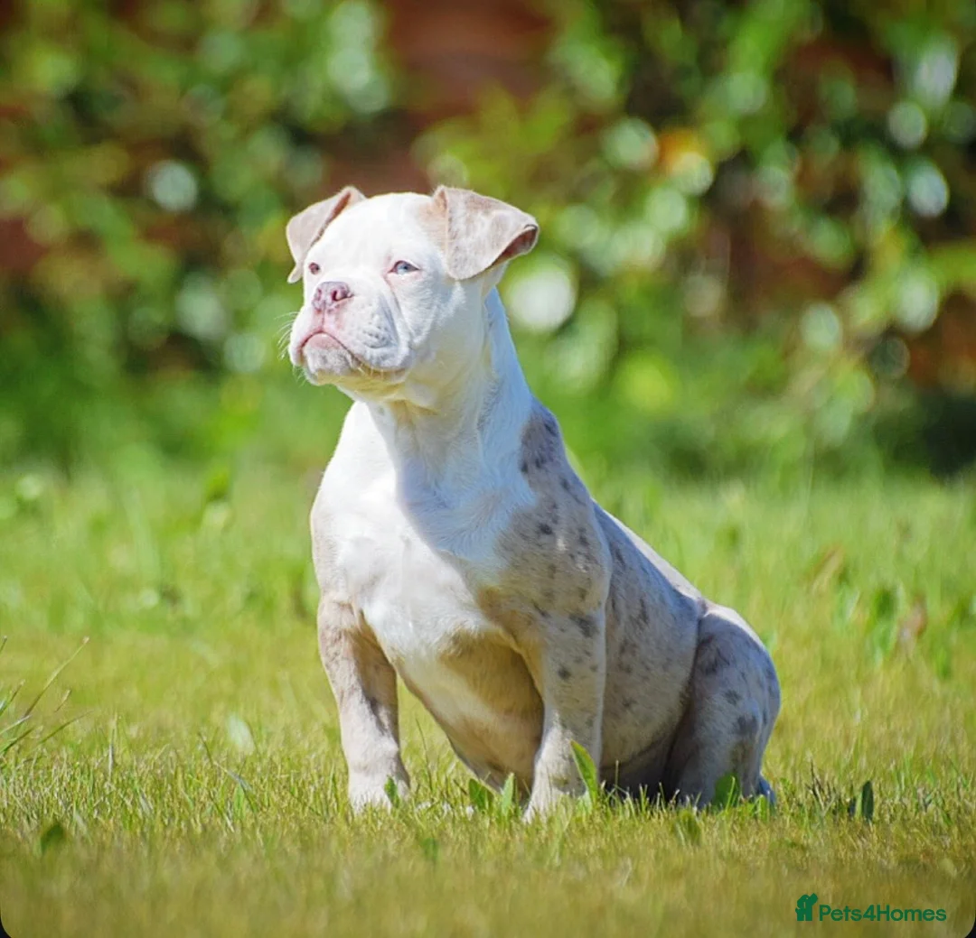 Old Tyme Bulldog dogs for sale: 23 YEARS, EXPERIENCE, 5 STAR RATED, LICENSED - Advert 1