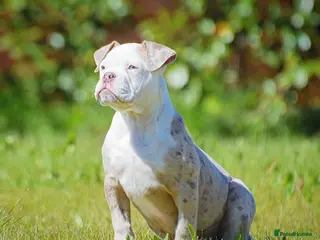 Old Tyme Bulldog dogs 23 YEARS, EXPERIENCE, 5 STAR RATED, LICENSED - Advert 2