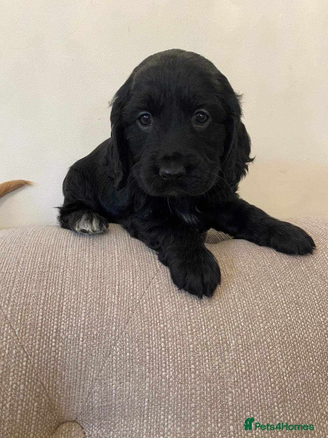 Cocker Spaniel dogs for sale: Show type cocker spaniels  - Advert 10