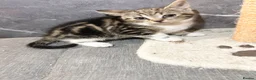 Mixed Breed cats for sale: Kittens  in Loughborough - Advert 2