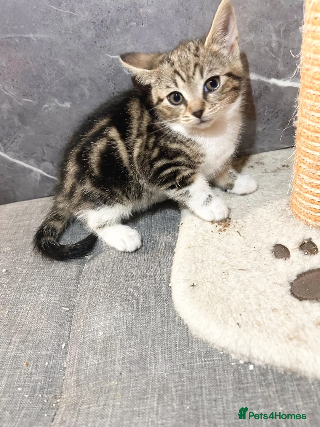 Mixed Breed cats for sale: Kittens  in Loughborough - Advert 2