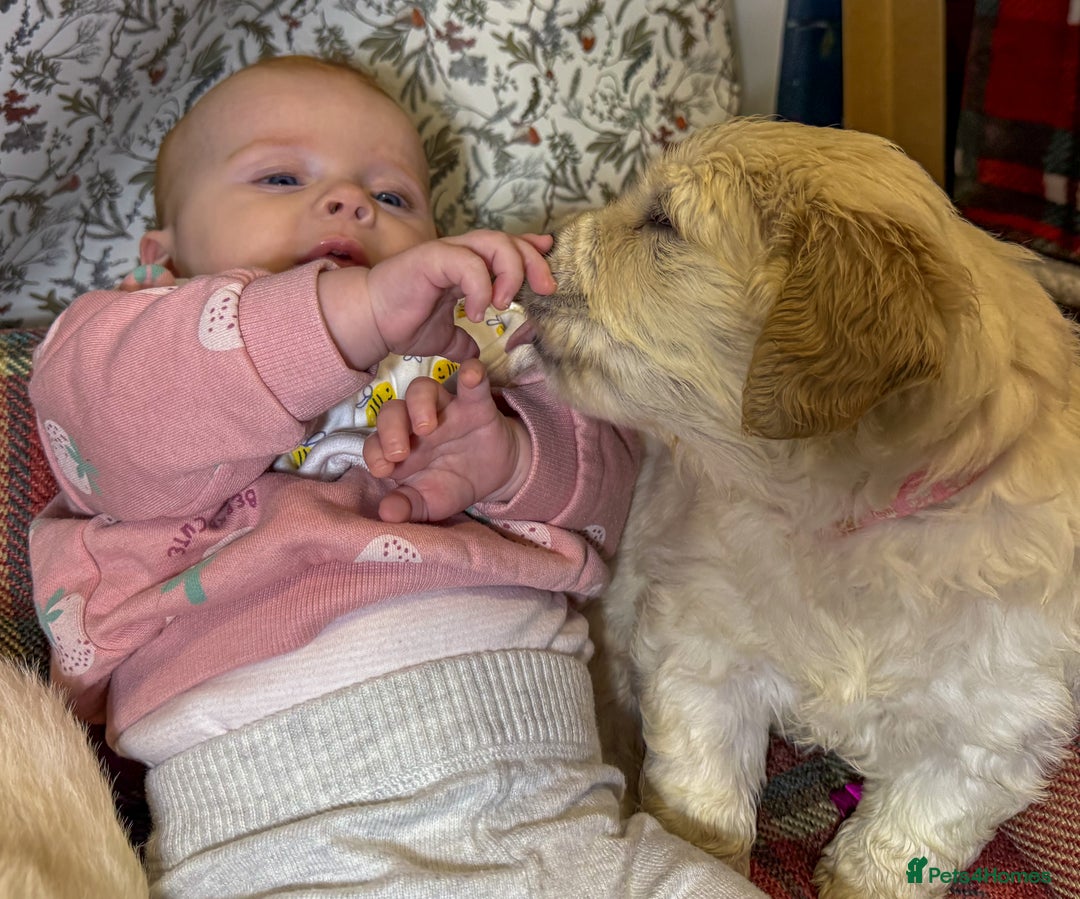 Golden Retriever dogs for sale: Kc health tested golden retrievers  - Advert 15