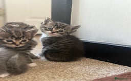 British Shorthair cats for sale: Beautiful British short hair mixed long hair  - Advert 26