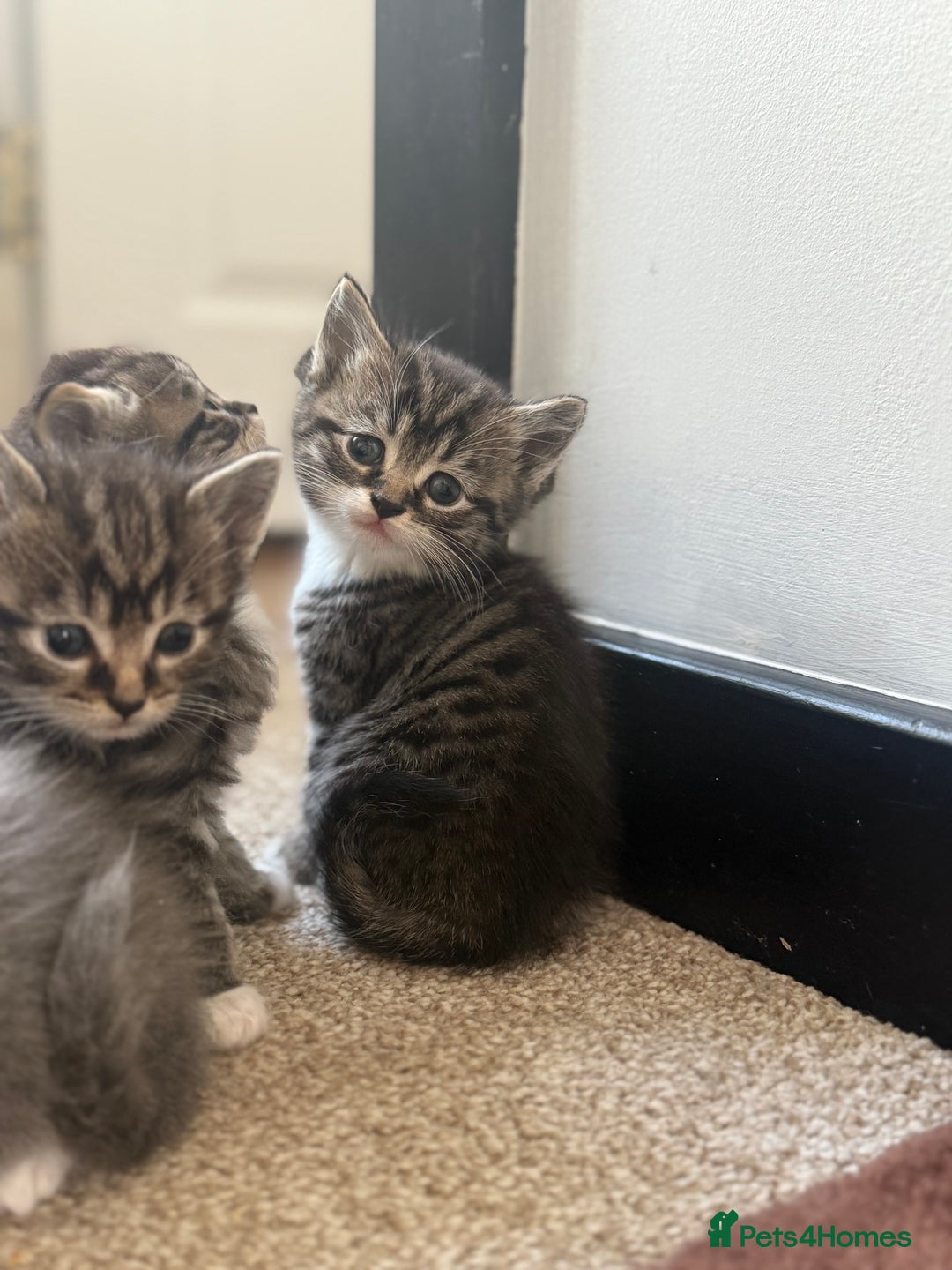 British Shorthair cats for sale: Beautiful British short hair mixed long hair  - Advert 26