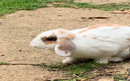 French Lop rabbits for sale: Female rabbit for sale - Image 9