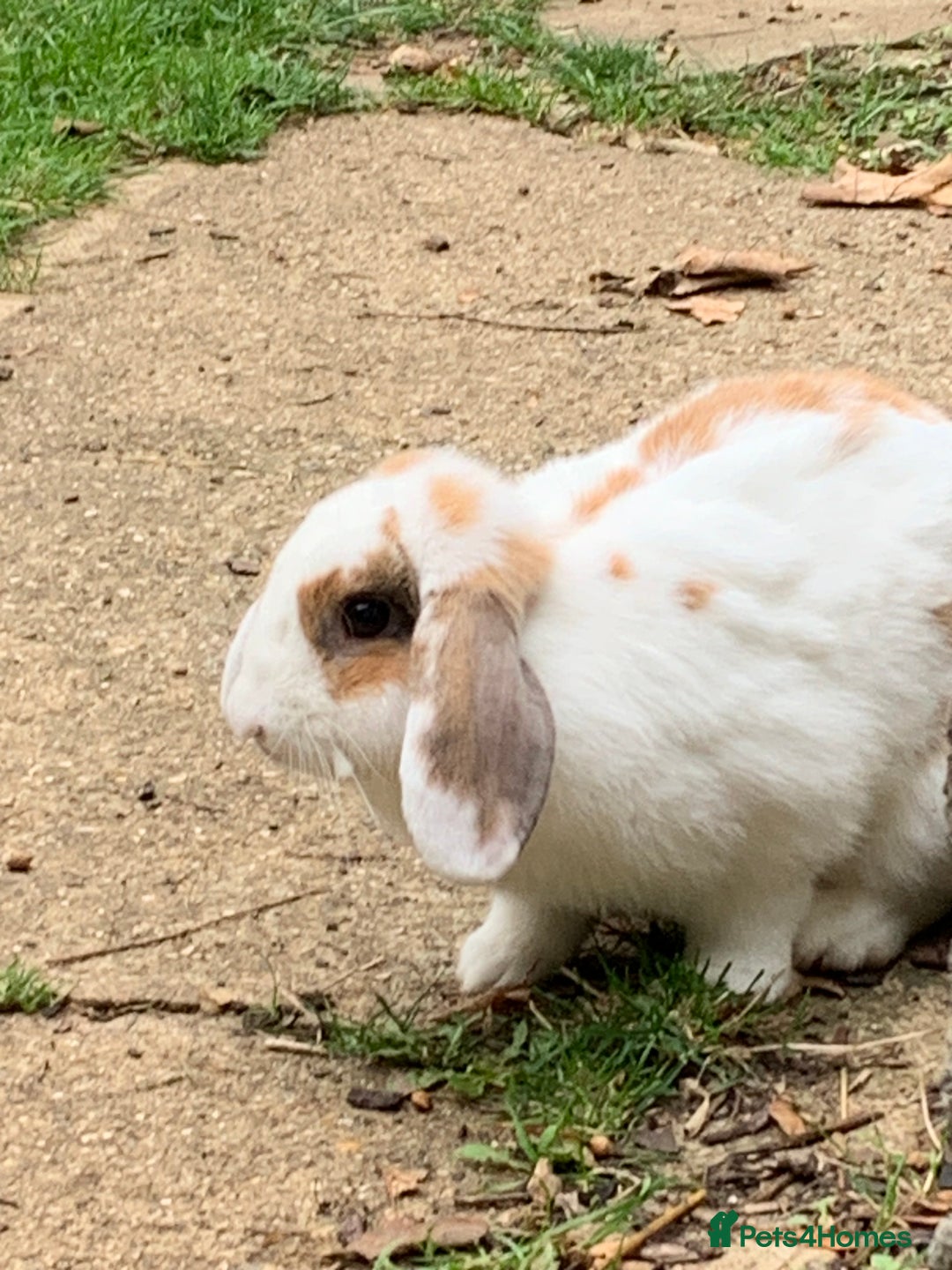 French Lop rabbits for sale: Female rabbit for sale - Image 9