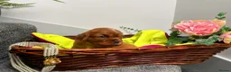 Cavalier King Charles Spaniel dogs for sale: KC Reg Beautifully Bred Cavaliers in Barry - Advert 6