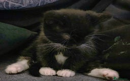 Mixed Breed cats for sale: Flimflam & Bojo - Image 14