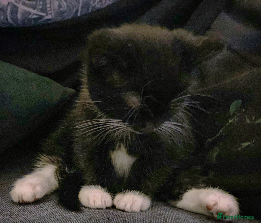 Mixed Breed cats for sale: Flimflam & Bojo - Image 14