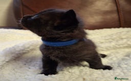 Ragdoll cats for sale: Ragdoll x BSH kittens (individually priced) - Image 25