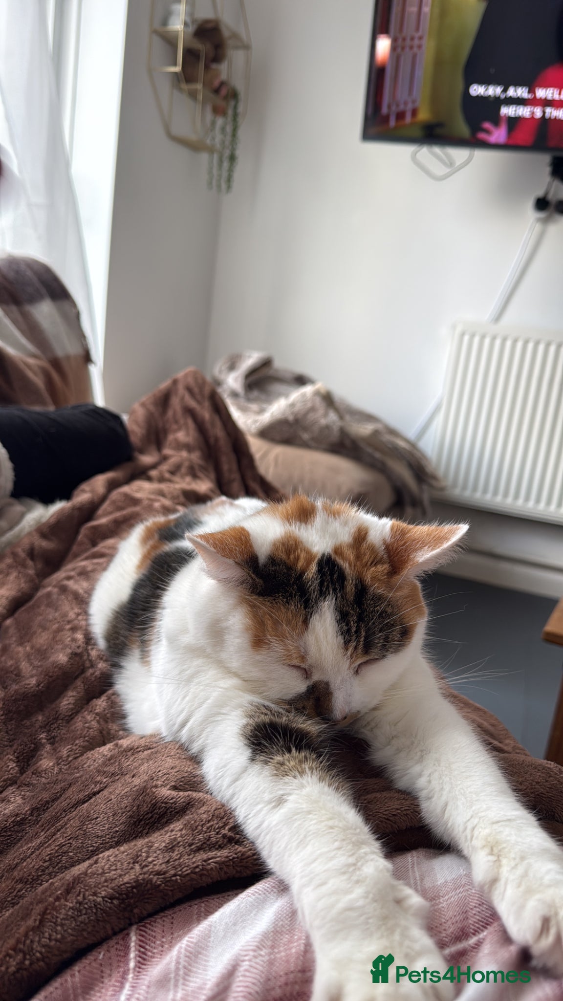Mixed Breed cats Mum and daughter  - Advert 2