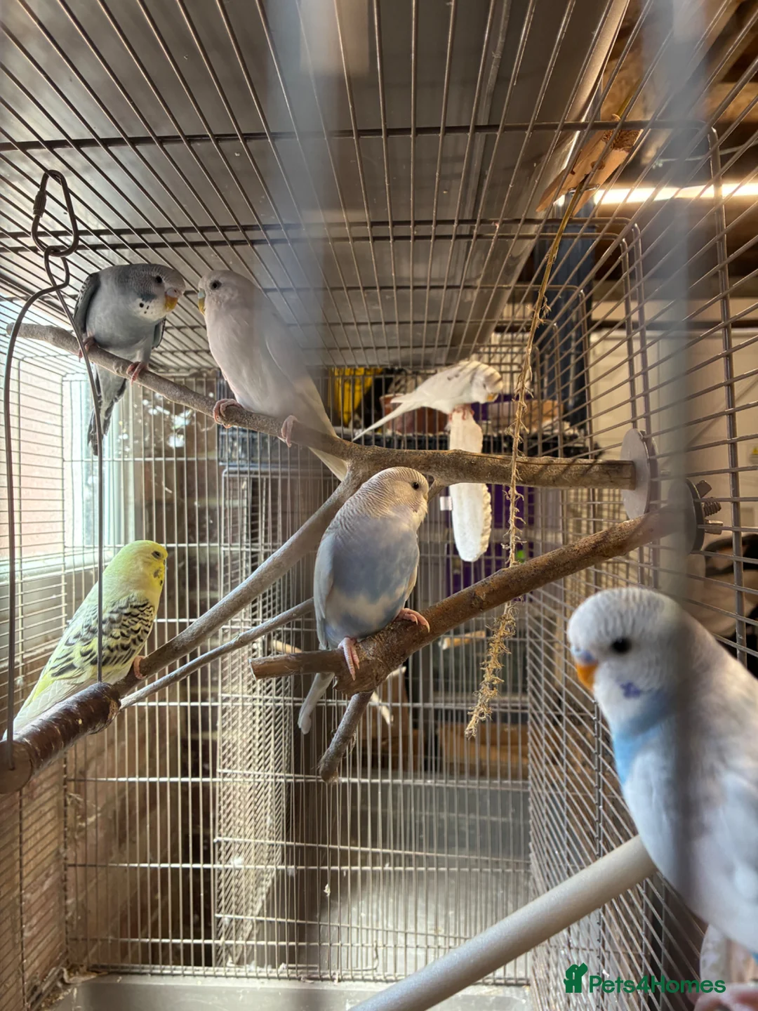 Budgerigars birds for sale: Baby budgies  - Advert 1