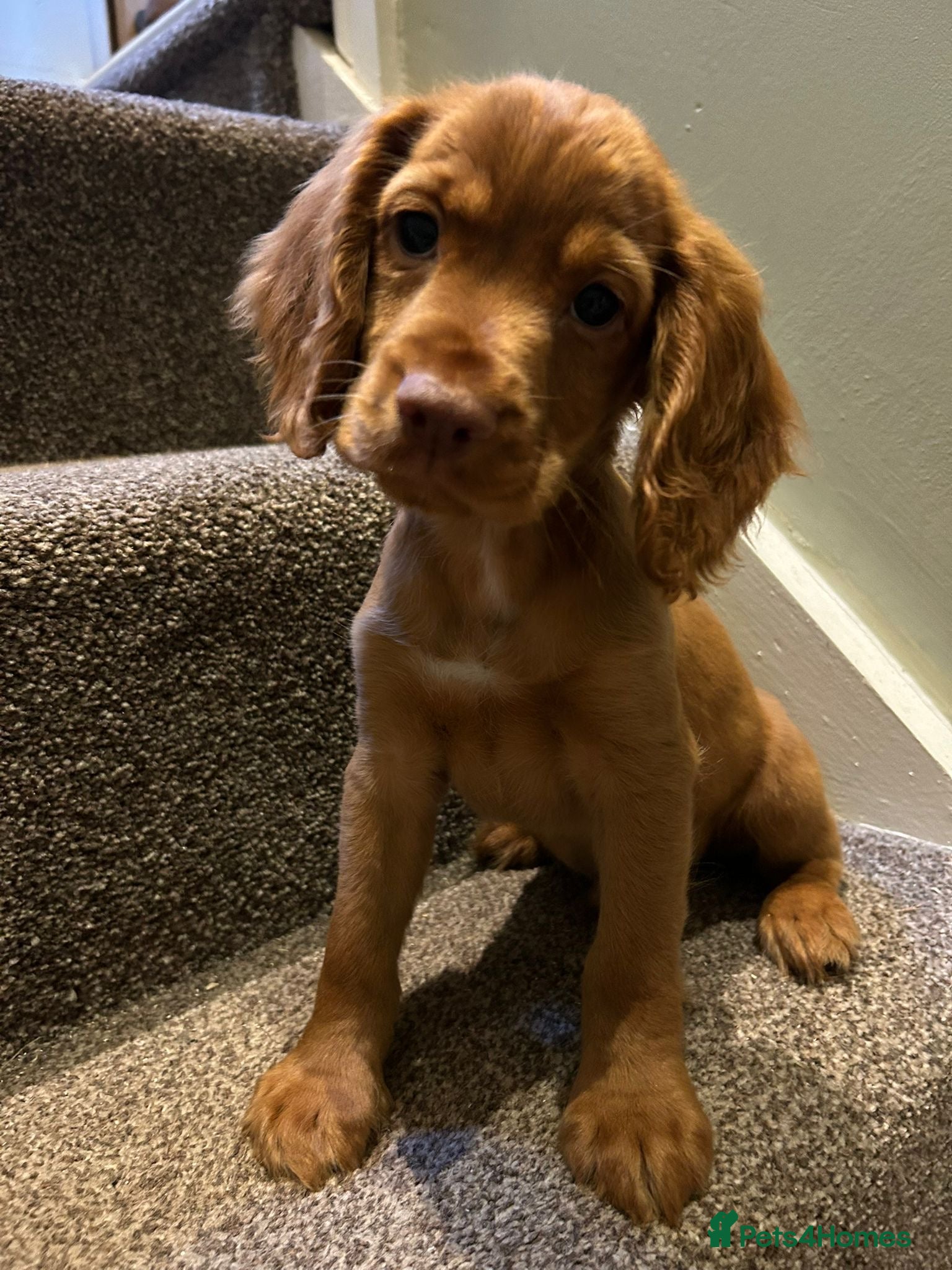 Cocker Spaniel dogs Working cocker spaniel kc registered boys only  - Advert 2