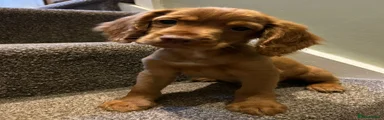 Cocker Spaniel Puppy 3