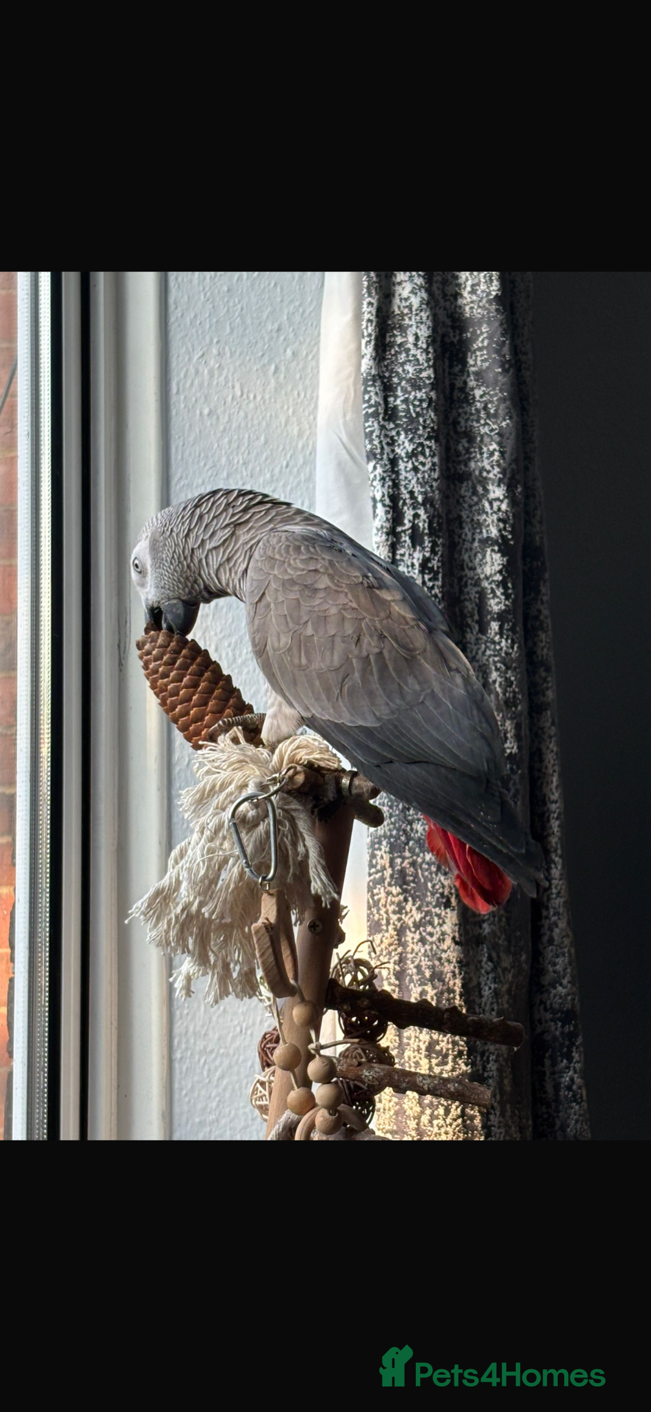 Parrots birds for sale: Hand reared 10 month old female African grey - Advert 7