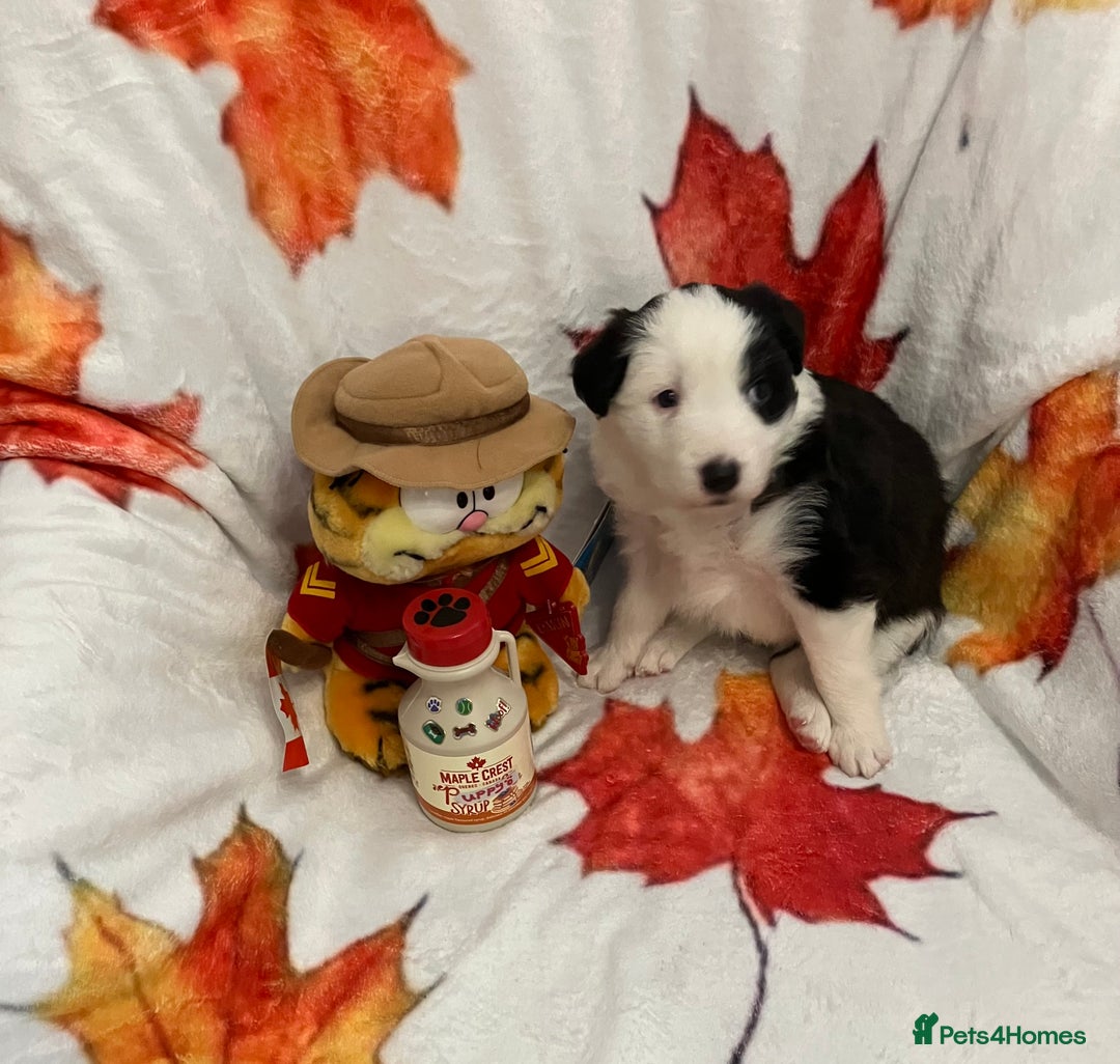 Border Collie dogs for sale: KC reg Border Collie Puppies - Advert 3