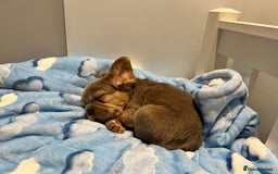 French Bulldog dogs for sale: Big Rope, Big Rope Fluffy & French Bullg - Advert 11