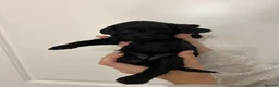 Cockapoo dogs for sale: Beautiful F1b sable cockapoos for sale  - Advert 9