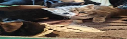 Mixed Breed cats for sale: Beautiful litter of kittens - Advert 2