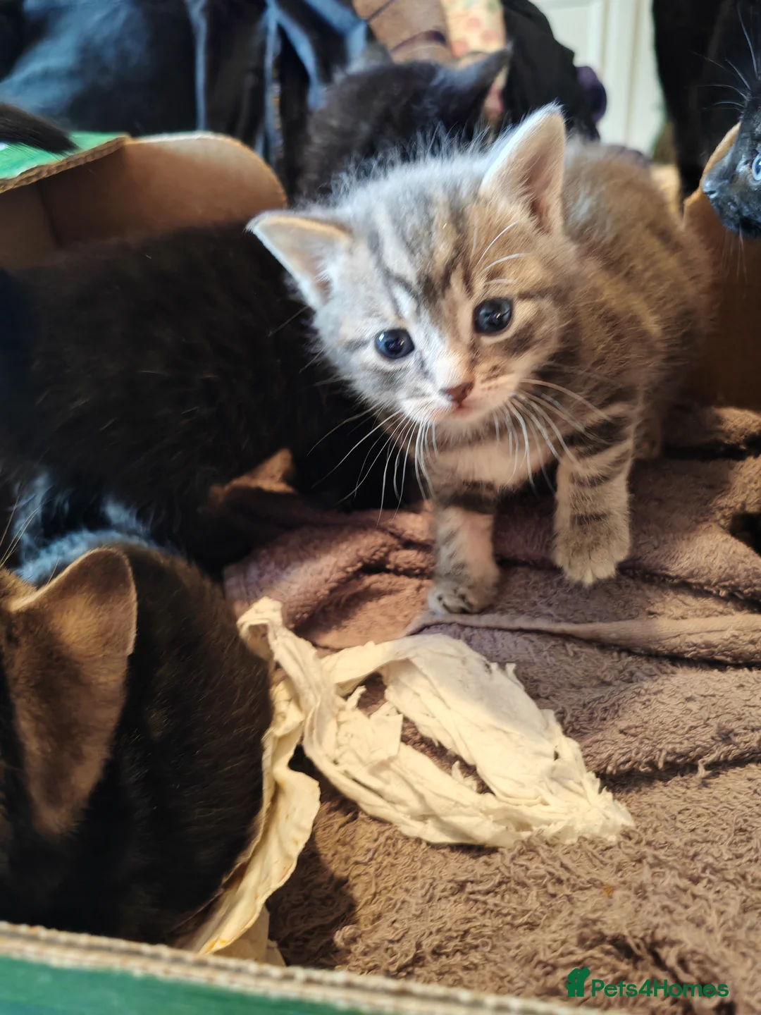 Mixed Breed cats for sale: Beautiful litter of kittens - Advert 2