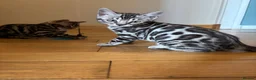 Bengal cats for sale: Stunning pedigree Bengal kitten only one left  - Advert 13