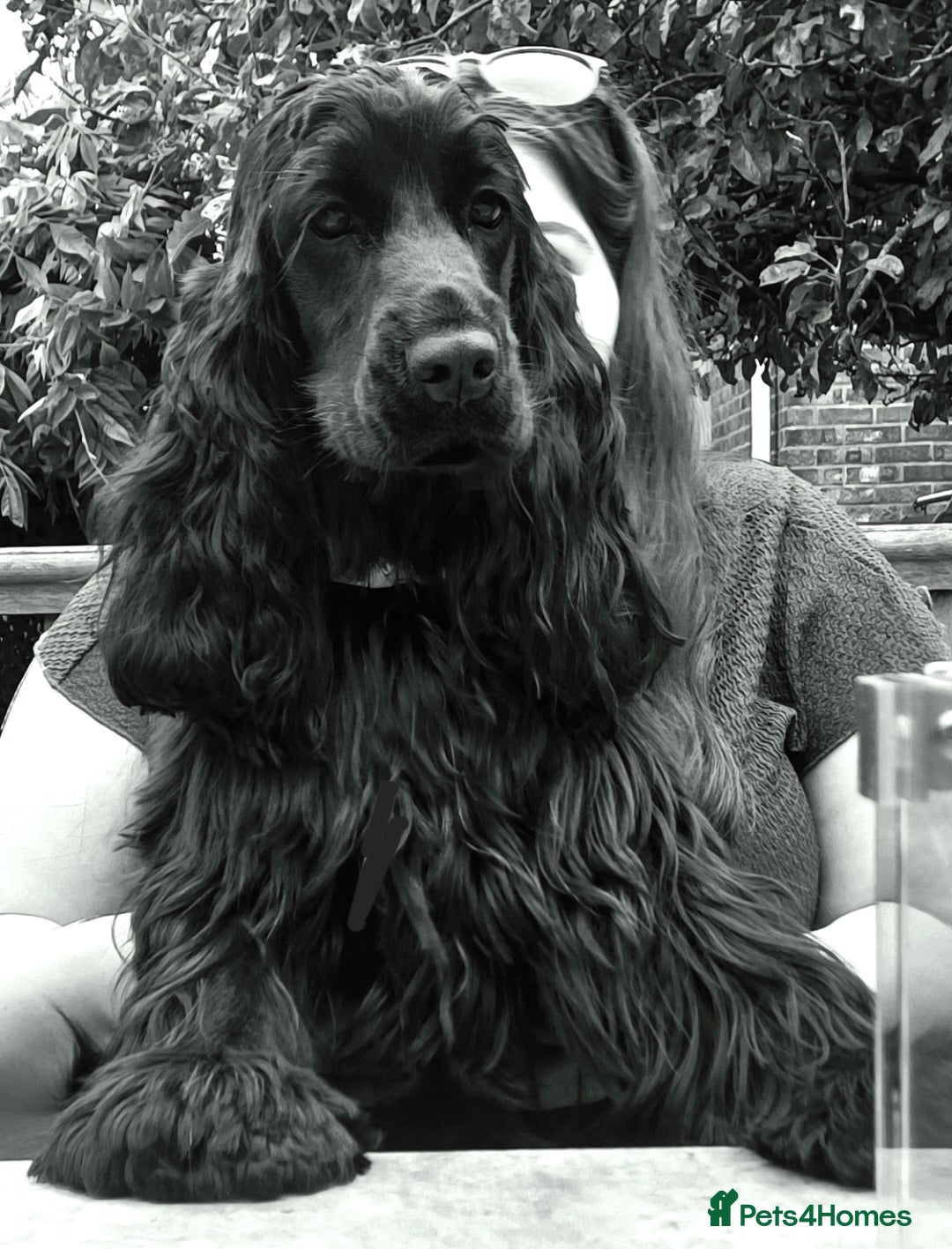 Cocker Spaniel dogs for sale: Outstanding health tested golden show cockers - Advert 5