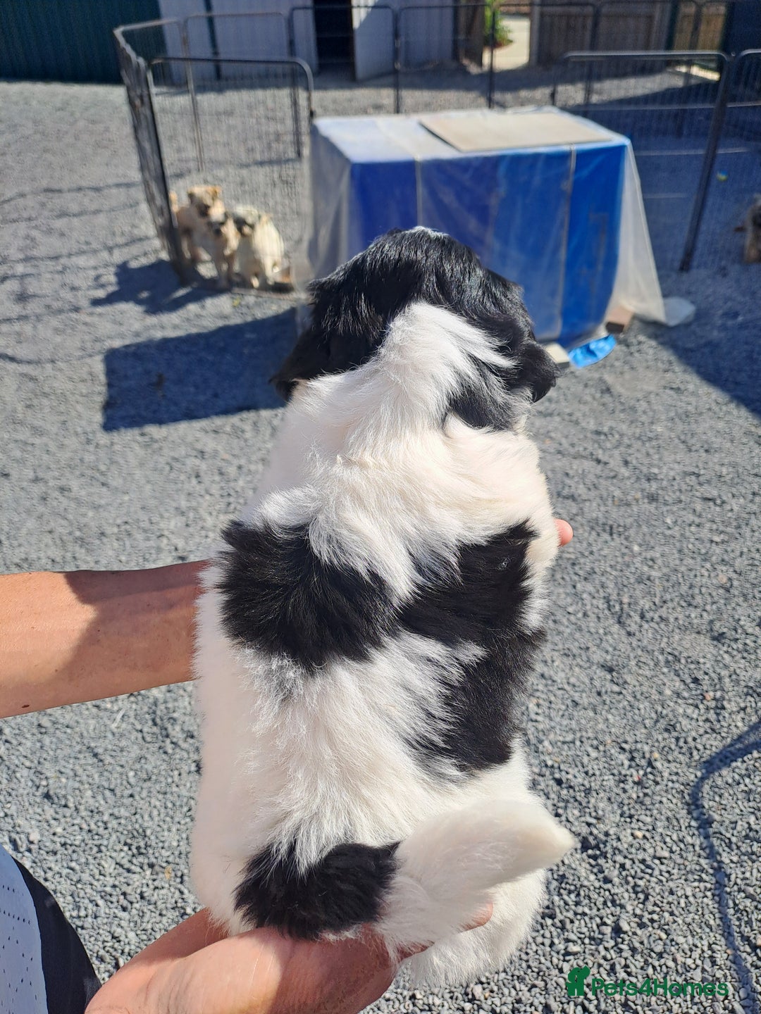 Lhasapoo dogs for sale: Lhaspoo Puppies  - Image 3
