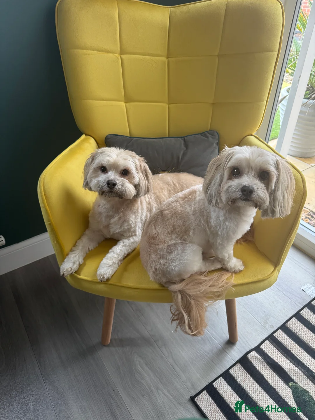 Shih Tzu dogs for sale: Two sisters need a loving home - Advert 2