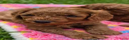 Cavapoo dogs for sale: ❤️Beautiful cavapoo- Ready 16th July ❤️ - Advert 20