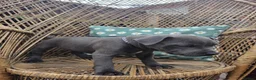 Staffordshire Bull Terrier dogs for sale: 3 HANDSOME BOYS - Advert 10