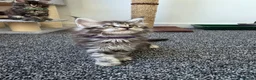 Maine Coon cats for sale: Maine coon pedigree kittens  - Advert 15