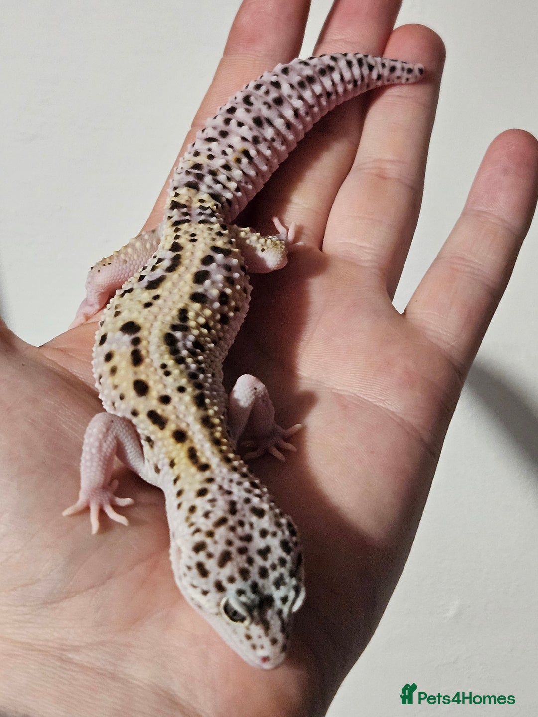 Leopard Gecko reptiles for sale: Last 2 female leopard geckos from 2025 - Advert 5