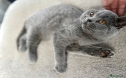 British Shorthair cats for sale: British Shorthair Girl - Image 1
