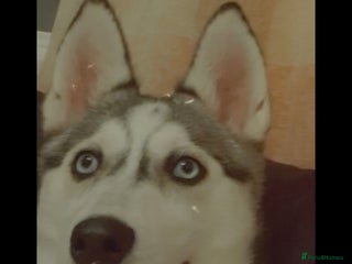 Siberian Husky dogs - Advert 3