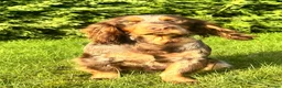 Cocker Spaniel dogs for stud: Proven KC WCS Stud Fully Health Tested - Advert 4