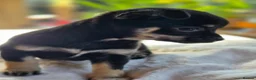 Chihuahua dogs for sale: Gorgeous Chiuahaha pups! - Advert 30