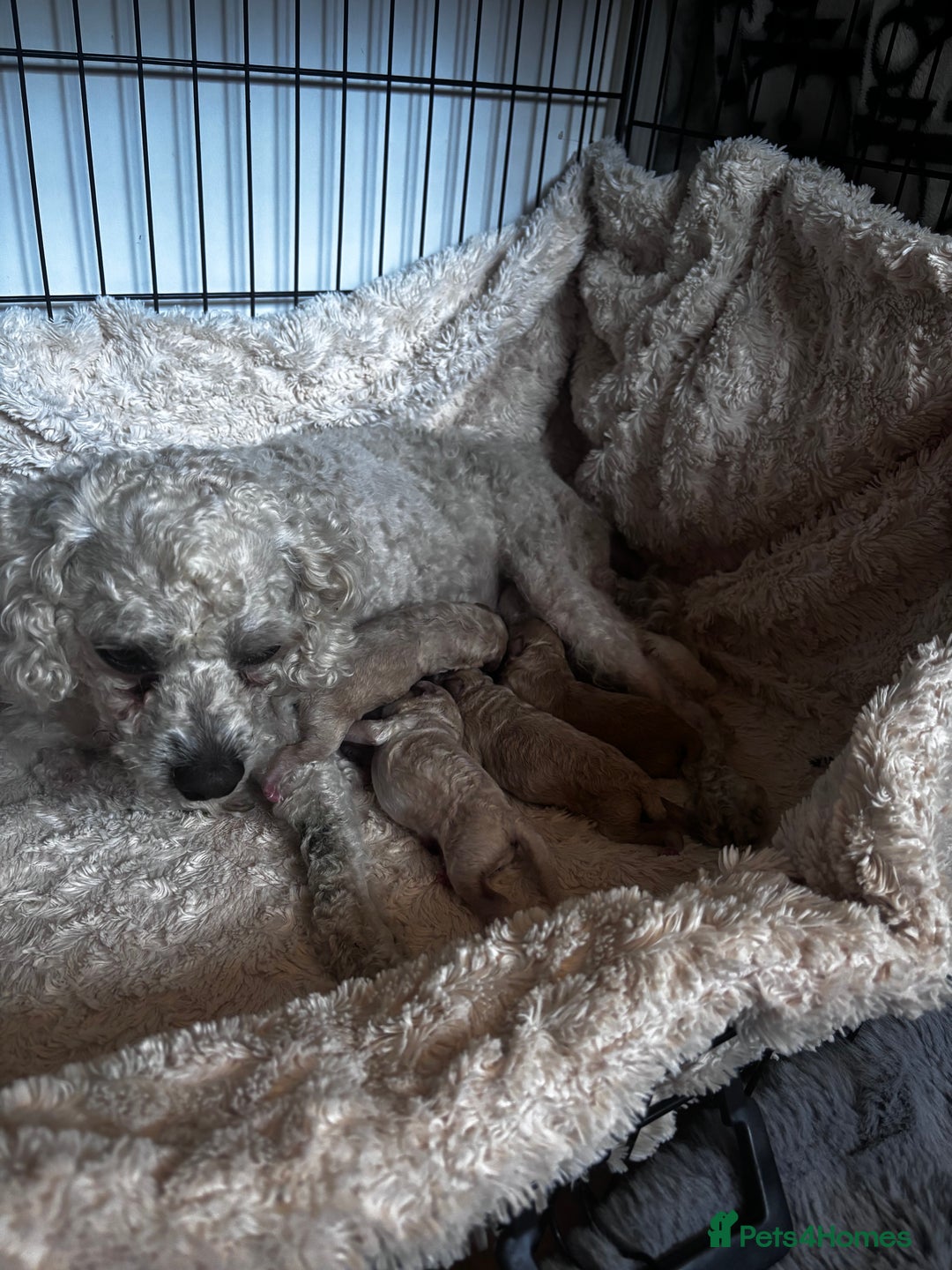 Cavapoo dogs for sale: Caverpoo babies  - Image 15