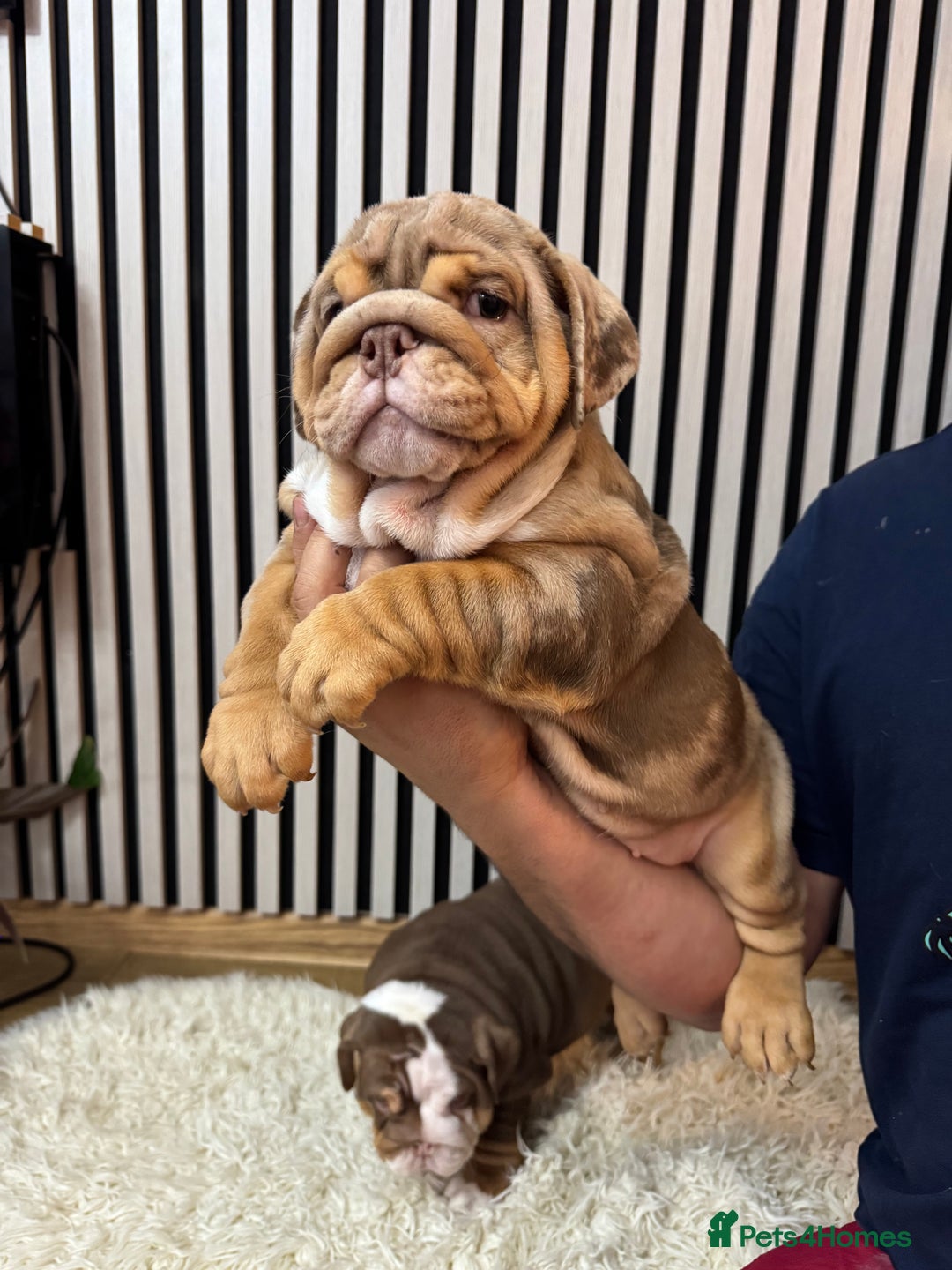 English Bulldog dogs for sale: Our girls looking for a warm sofa and full love ❤️ - Advert 16