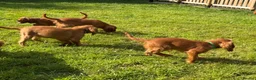 Cavalier King Charles Spaniel dogs for sale: KC REG FULLY VACCINATED RUBY CAVS READY NOW  - Advert 3