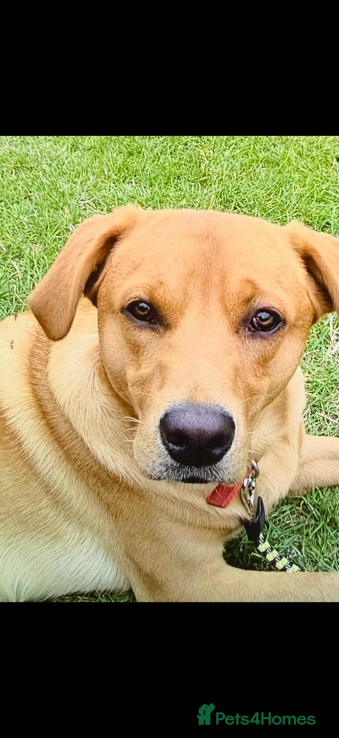 Borador dogs for sale: Perfect addition to any family 🐶🐾 - Advert 9